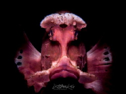 M A S K
Paddle Flap Rhinopias
(Rhinopias eschmeyeri) by Lilian Koh 